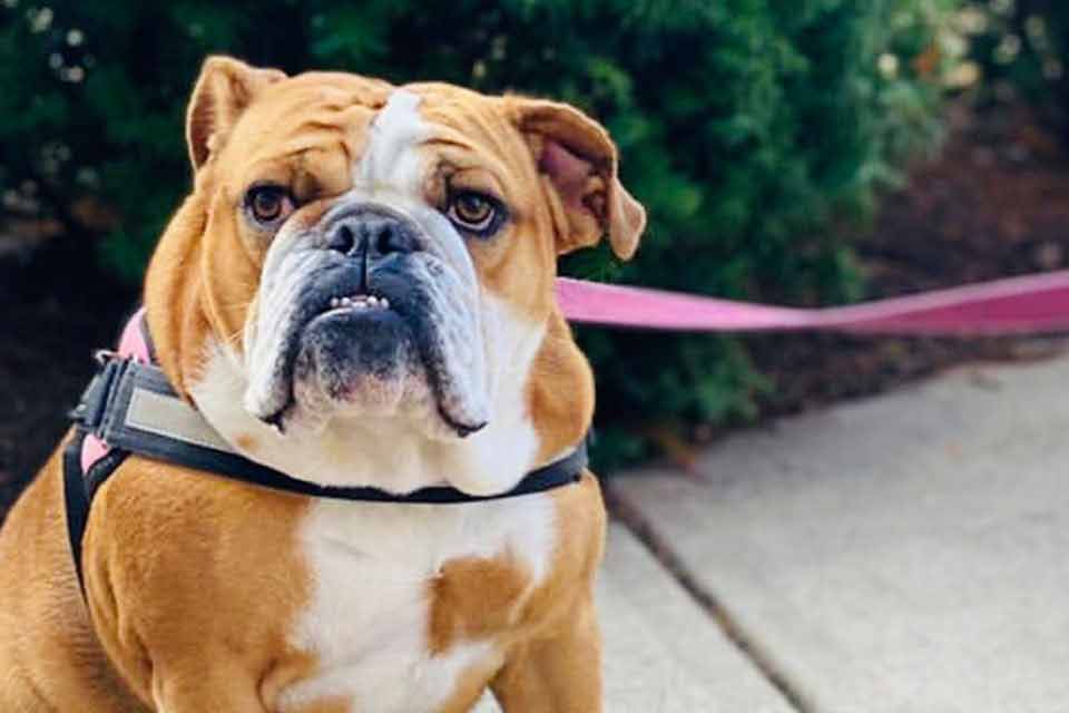 A bulldog sitting outside on a pink leash